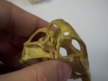 Media type: image;   Herpetology R-4702